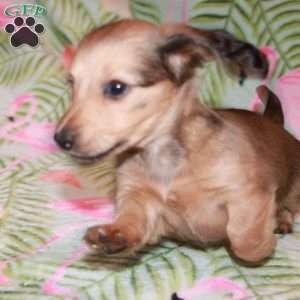 Bandit / Black Widow, Dachshund Puppy